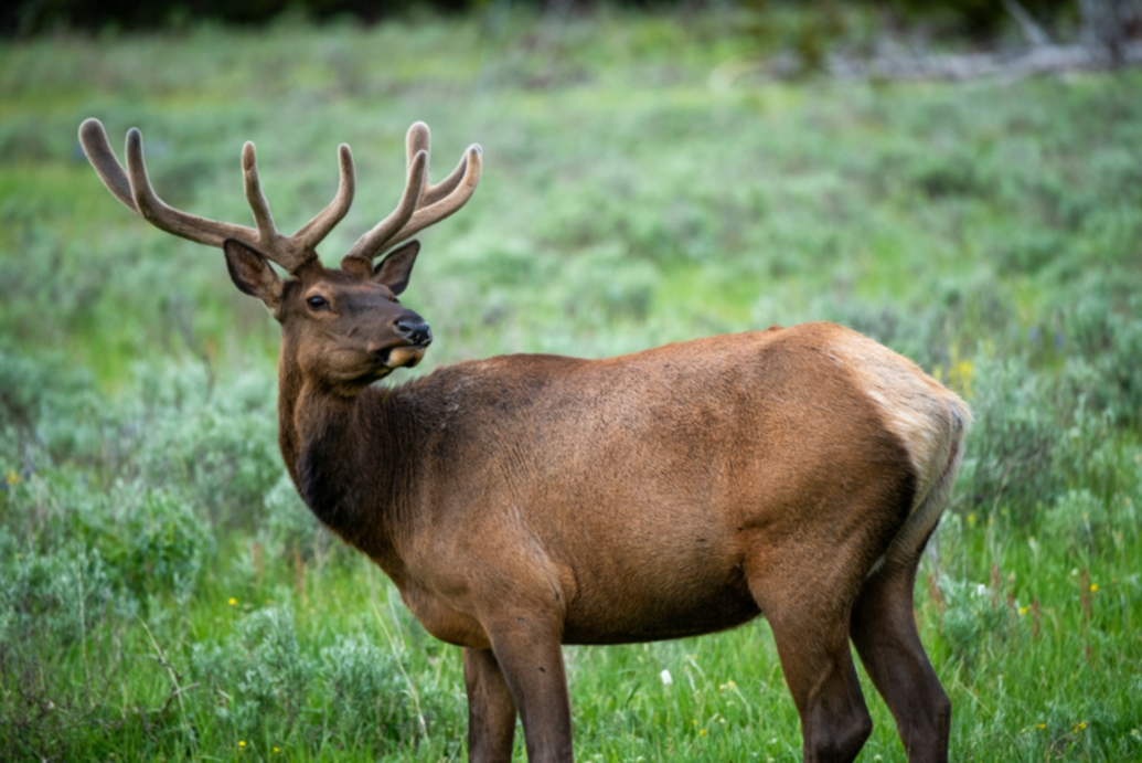 Wildlife Viewing