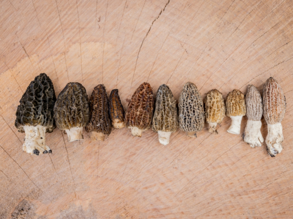 Mushroom Foraging