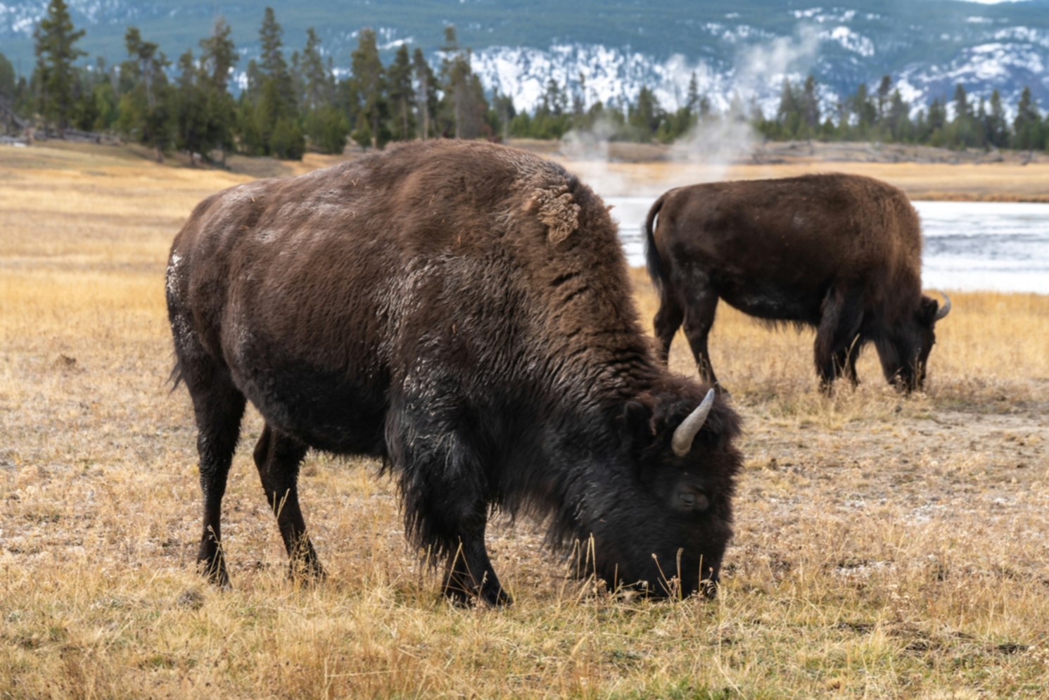 Yellowstone National Park